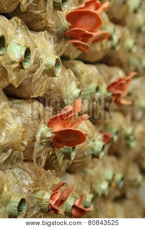Pink Oyster Mushroom (pleurotus Djamor) On Spawn Bags