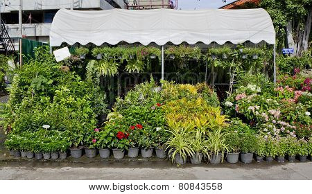 The Shop Of Plant And Trees For Gardening