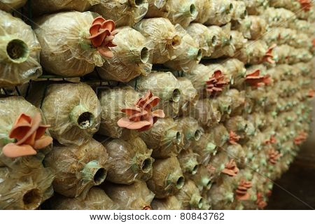 Pink Oyster Mushroom (pleurotus Djamor) On Spawn Bags