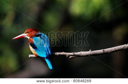 Kingfisher bird close up