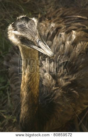 EMU