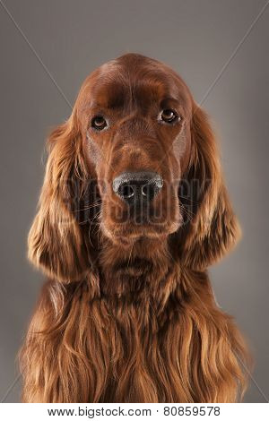 IRISH SETTER