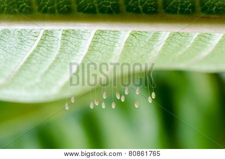 Eggs Of Green Lacewing