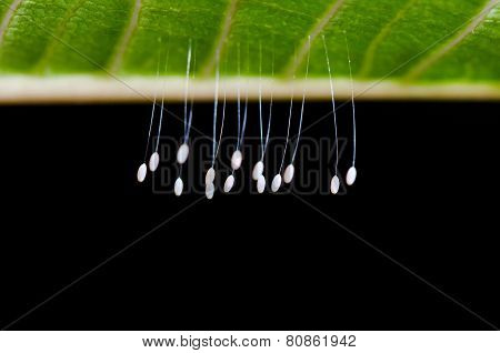 Eggs Of Green Lacewing