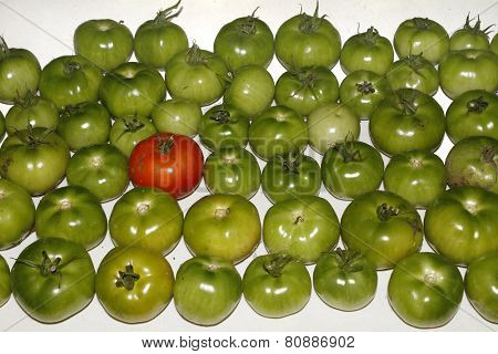green tomatoes