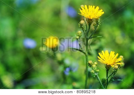 Sonchus Arvensis
