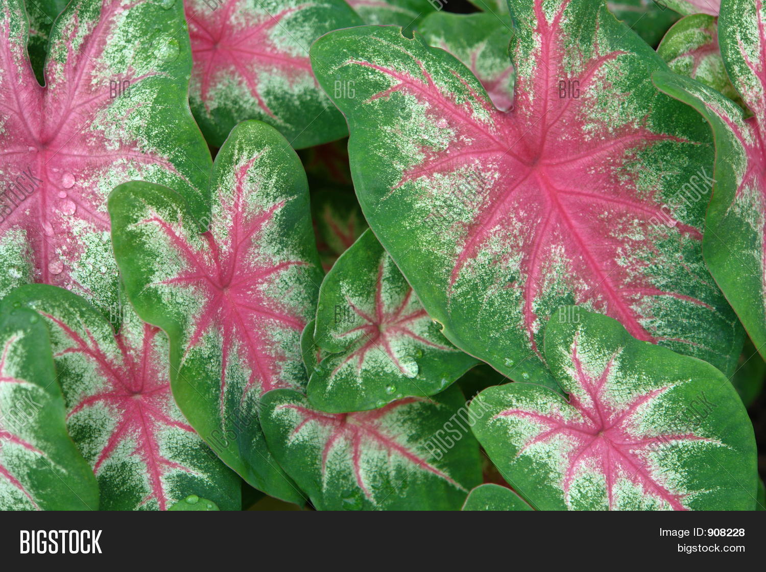 Pink Veins Image & Photo Bigstock