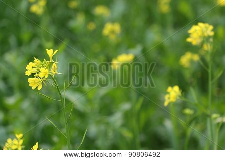 fields