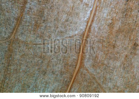 Dry leaf texture