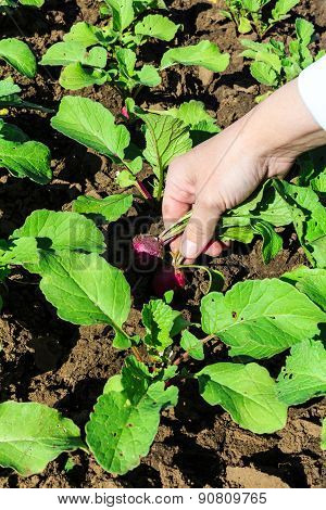 Radishes