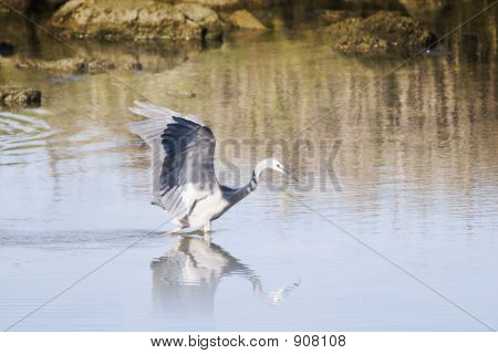 Heron jacht 02