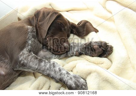 German Shorthaired Pointer Puppy