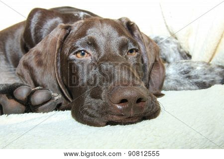 German Shorthaired Pointer Puppy