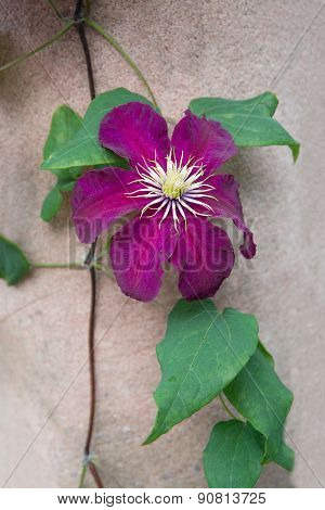 Dark red purple clematis flower