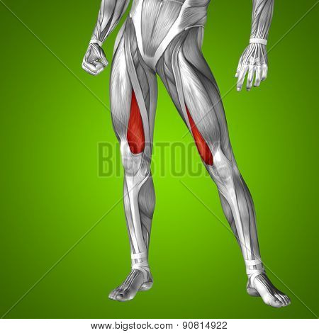 Concept or conceptual 3D human upper leg anatomy or anatomical and muscle on green gradient background