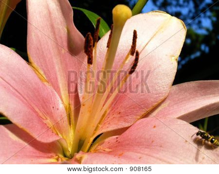 Irispink