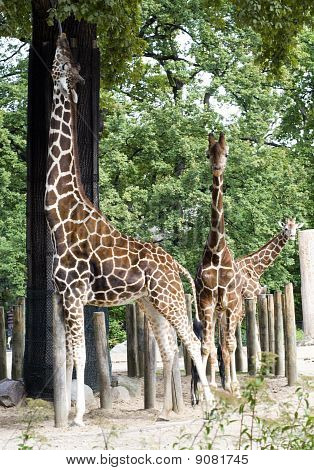 Giraffes