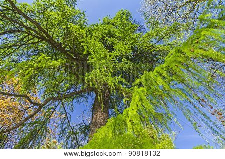 Bottom View On The Big European Larch Tree.
