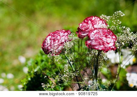 Dianthus