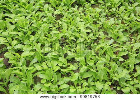 choysum sprout in growth at vegetable garden