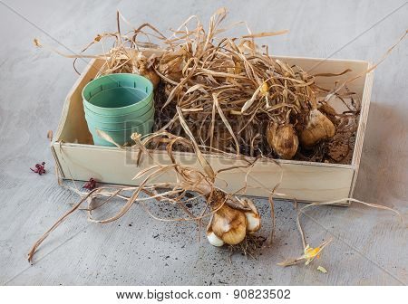 Narcissus Bulbs After Flowering