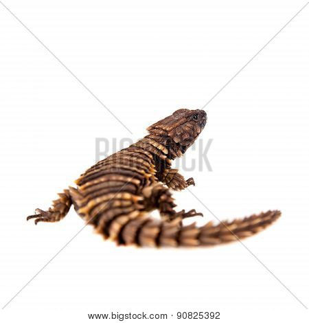 The armadillo girdled lizard on white