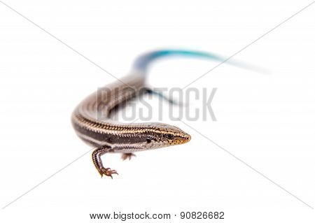 Gran Canaria skink, Chalcides sexlineatus, on white