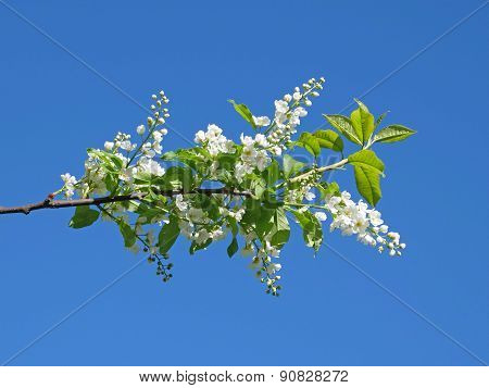 flowers of bird-cherry