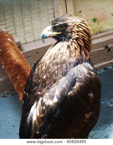 Golden Eagle