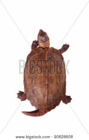 The Ryukyu leaf turtle, Geoemyda japonica, on white