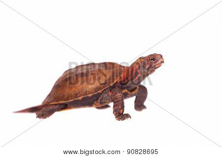The Ryukyu leaf turtle, Geoemyda japonica, on white