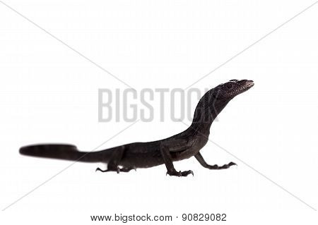 Black tree monitor lizard, varanus beccari, on white