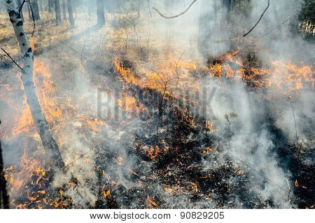 wildfire