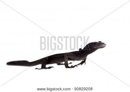 Black tree monitor lizard, varanus beccari, on white