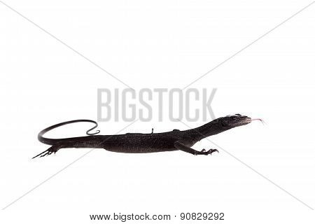 Black tree monitor lizard, varanus beccari, on white