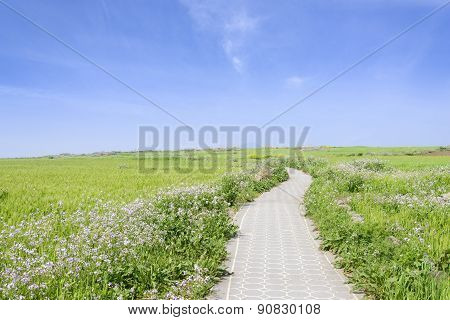 Landscape Of Green Barley Field And Horizon