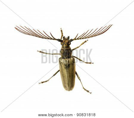 Long  Horn Beetles .