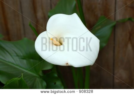 Pâques Lilly