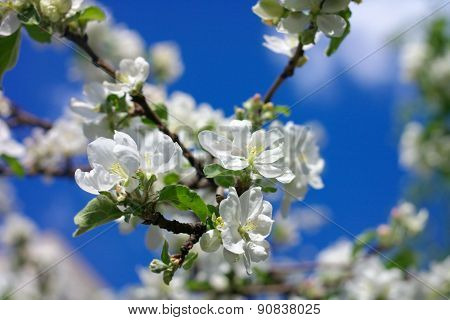 Apple Flower At Spring