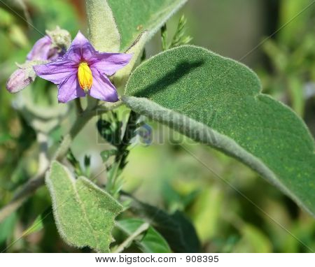 Solanum pyncanthemum
