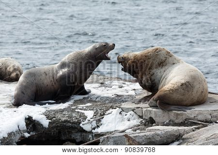 Rookery Northern Sea Lion Or Steller Sea Lion. Kamchatka Peninsula, Avachinskaya Bay