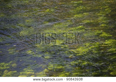 Abstract organic slimy substance with algae in the water