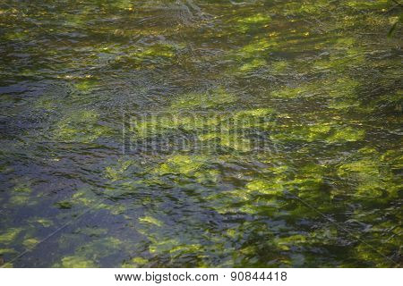 Abstract organic slimy substance with algae in the water