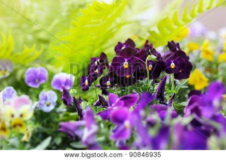 Flowerbed Of Viola Tricolor Or Kiss-me-quick (heart-ease Flowers) In Summer
