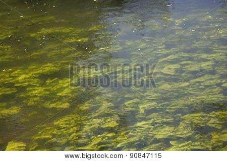 Abstract organic slimy substance with algae in the water