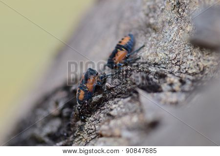 Cicadoidea Nymph