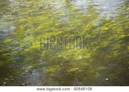 Abstract organic slimy substance with algae in the water