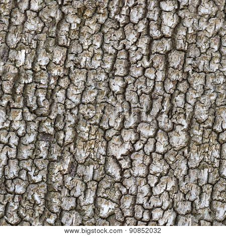 Seamless Trunk Tree Texture