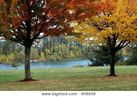 Fall Maples