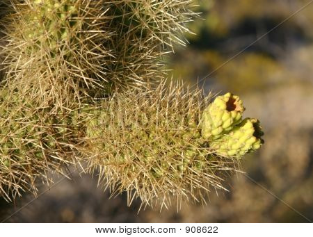 ตุ๊กตาหมี Cholla